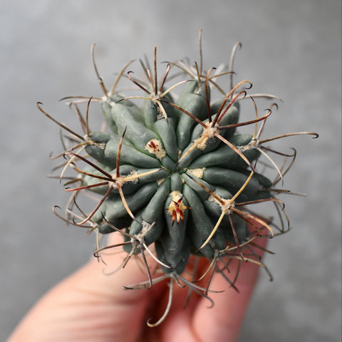 Sclerocactus scheeri