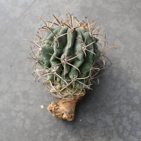 Sclerocactus scheeri