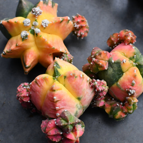 Astrophytum myriostigma nudum f. variegata