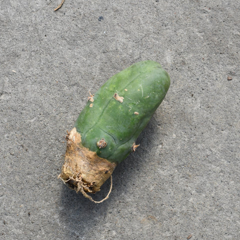 Echinopsis lageniformis f. monstruose