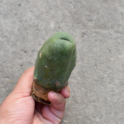 Trichocereus brigesii f. monstrous 