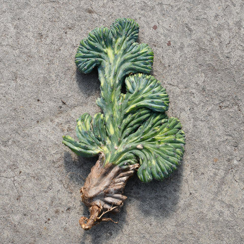 Myrtillocactus geometrizans cristata variegata