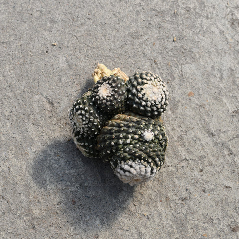 Copiapoa tenuissima