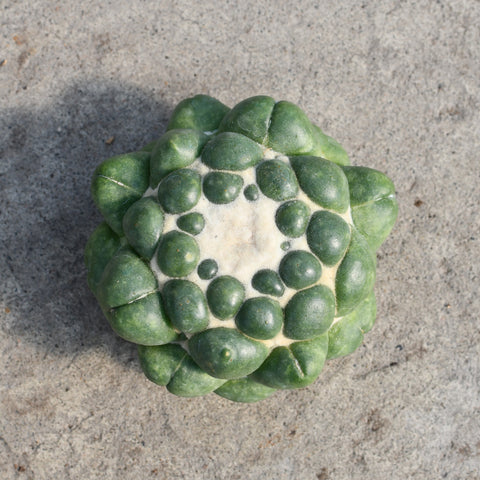 Coryphantha elephantidens inermis