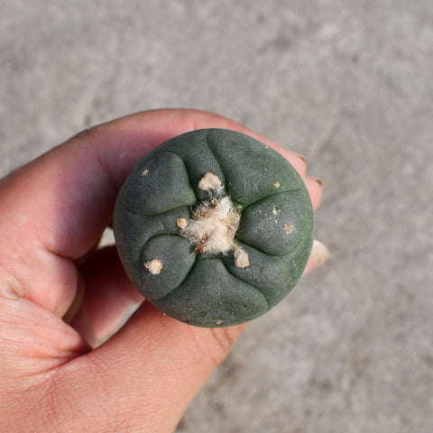 Lophophora williamsii