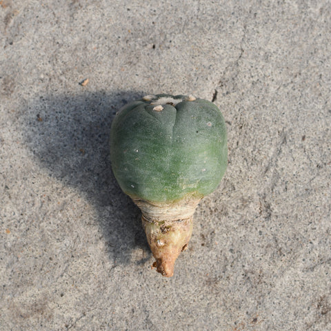 Lophophora williamsii