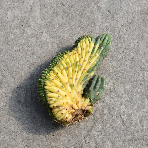 Trichocereus pachanoi f. cristata variegata