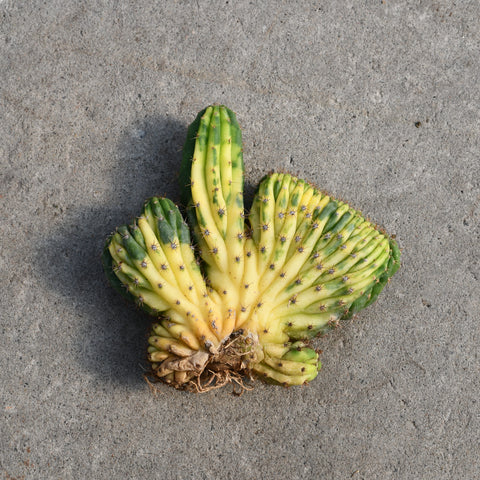 Trichocereus pachanoi f. cristata variegata