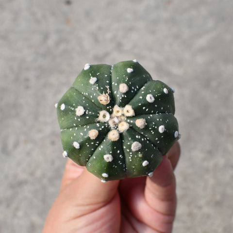 Astrophytum asterias x coahuilense