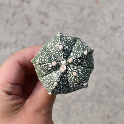 Astrophytum asterias x coahuilense