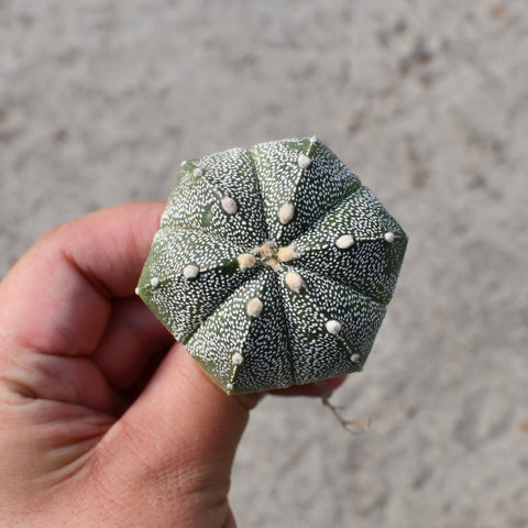 Astrophytum asterias x coahuilense