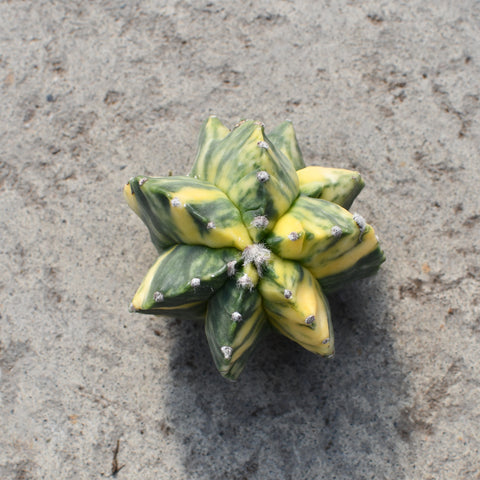 Astrophytum myriostigma variegata hybrid