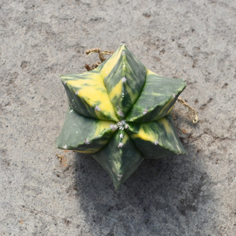 Astrophytum myriostigma variegata hybrid