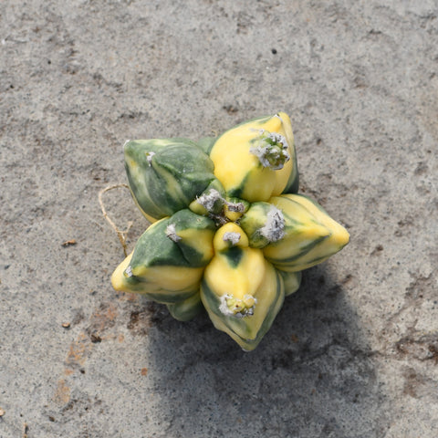 Astrophytum myriostigma variegata hybrid