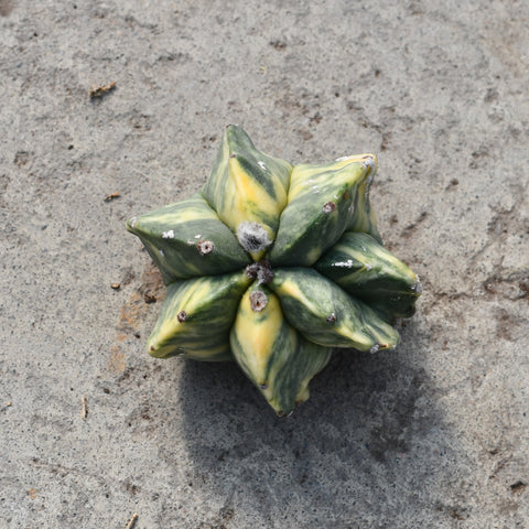 Astrophytum myriostigma variegata hybrid