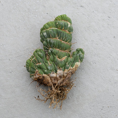 Eulychnia castanea f. cristata