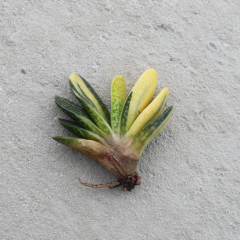 Gasteria minima f. variegata 