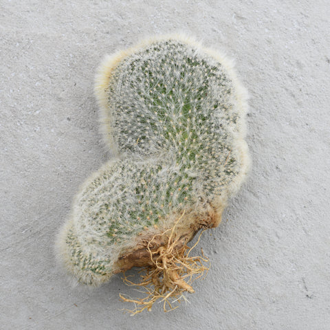 Cleistocactus strausii f. cristata