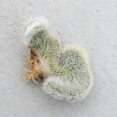 Cleistocactus strausii f. cristata