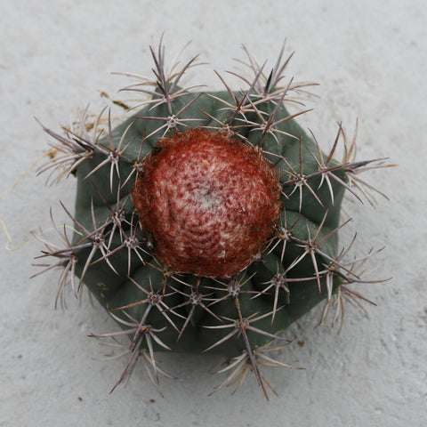 Melocactus neryi