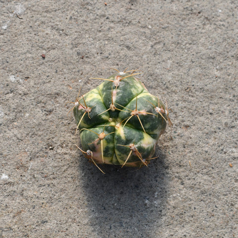 Gymnocalcium paraguayense variegata