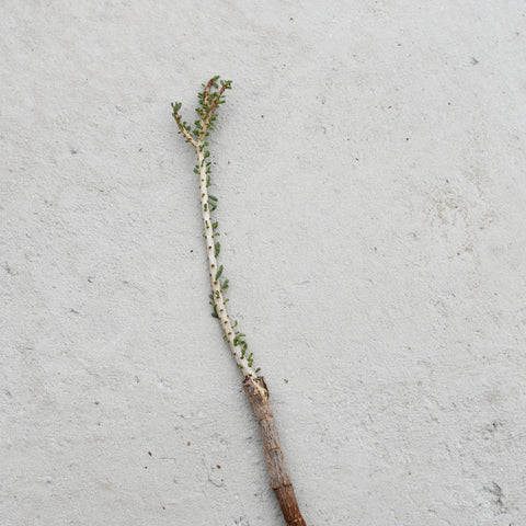 Ceraria namaquensis