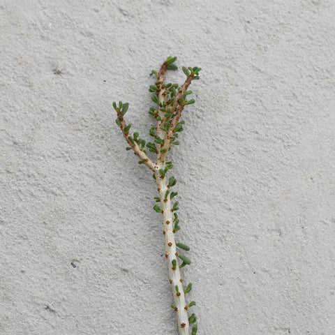 Ceraria namaquensis