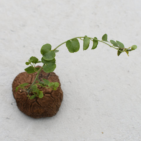 Dioscorea elephantipes 