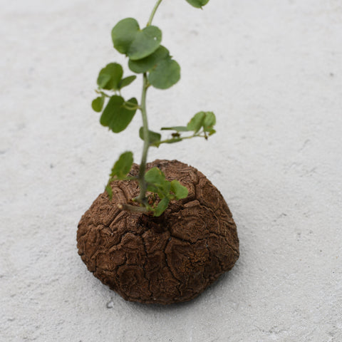 Dioscorea elephantipes