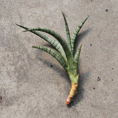 sansevieria crocodile rock Sansevieria 'Crocodile Rock' – Serres Lavoie