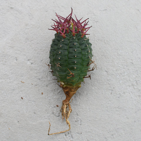 Euphorbia stellispina