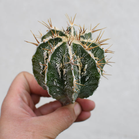 Astrophytum ornatum 'Fukuryu'
