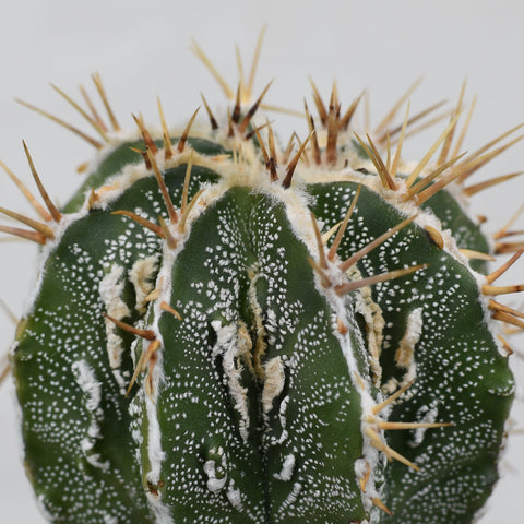 Astrophytum ornatum 'Fukuryu'