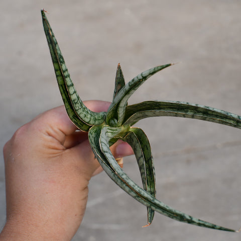 Sansevieria 'Crocodile Rock