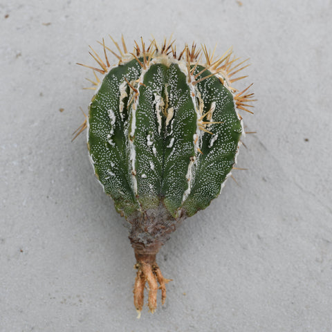 Astrophytum ornatum 'Fukuryu'