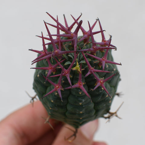 Euphorbia stellispina