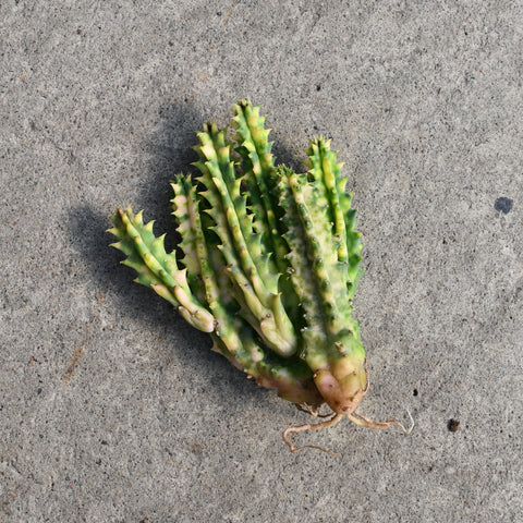 Huernia zebrina 'variegata