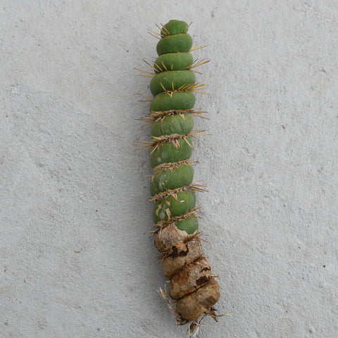 Eulychnia castanea var. varispiralis