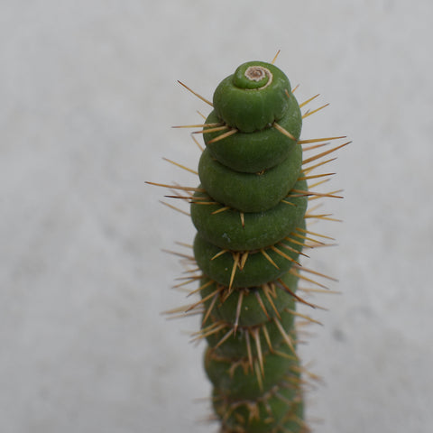 Eulychnia castanea var. varispiralis