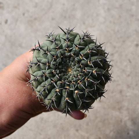 Gymnocalycium asterium f. nigrispina