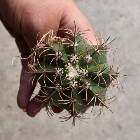 Melocactus matanzanus