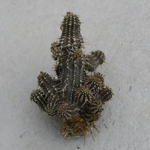 Euphorbia phillipsoides