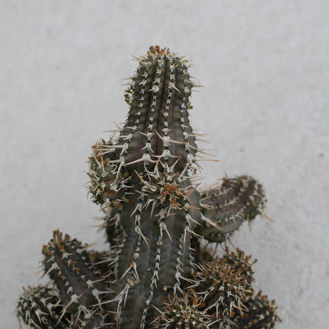 Euphorbia phillipsoides