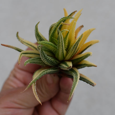 Haworthia attenuata radula variegata