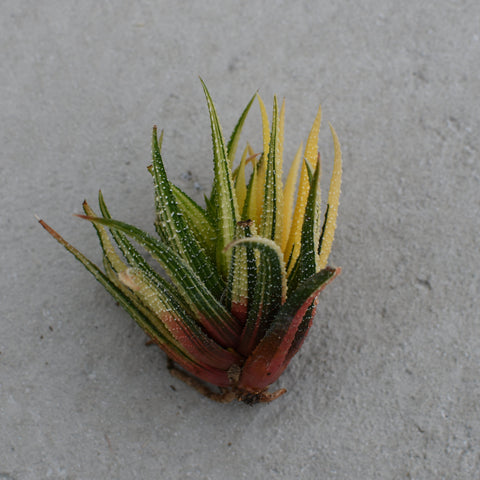Haworthia attenuata radula f. variegata