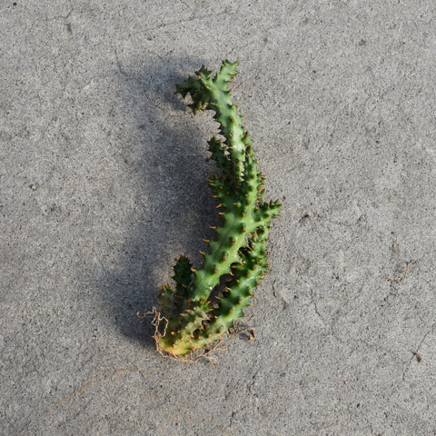 Edithcolea grandis