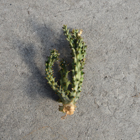 Edithcolea grandis