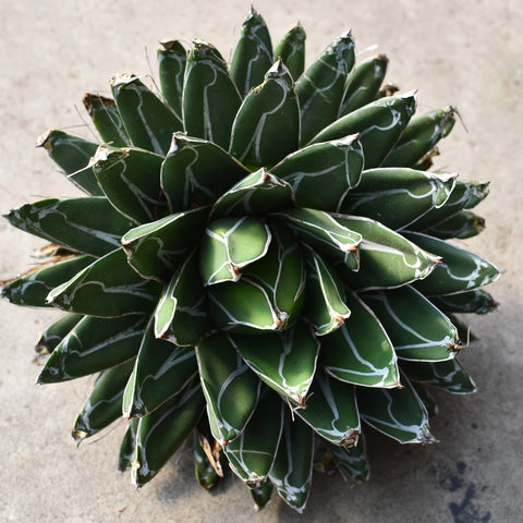 Agave victoria-reginae