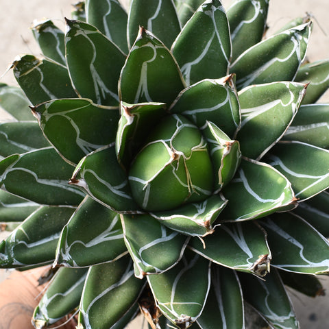 Agave victoria-reginae