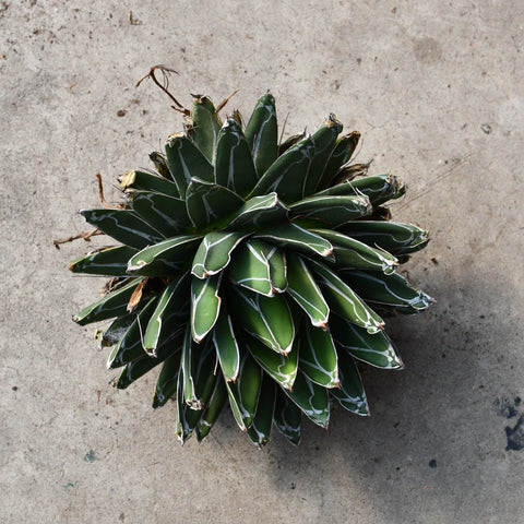 Agave victoria-reginae